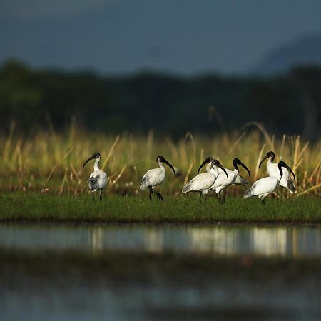 Wetlandcamp บ้านชายเล Phatthalung Bagian luar foto